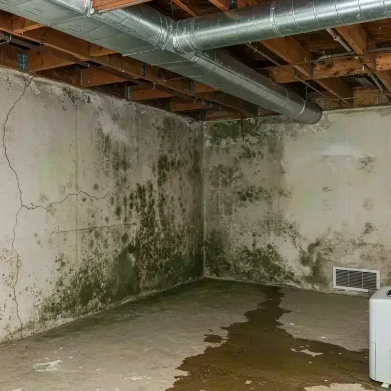 Professional Mold Removal in Riverside, OH